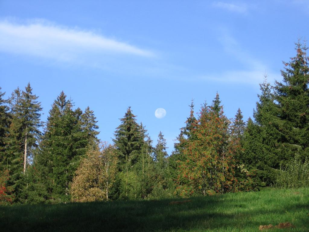 Schwarzwald-Chalet Feldberg Feldberg  Buitenkant foto